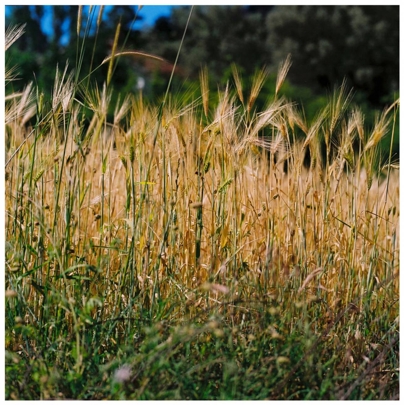 Modelled by locals; in Gocek Town