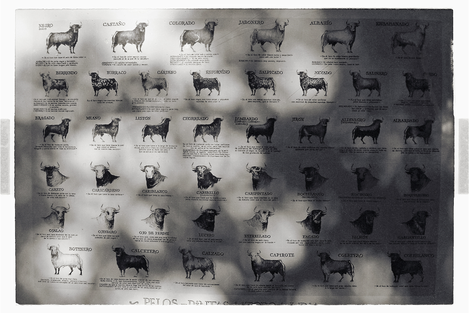 13 cm x 18 cm Postcard Size C Type Prints Portfolio - Edition of 50