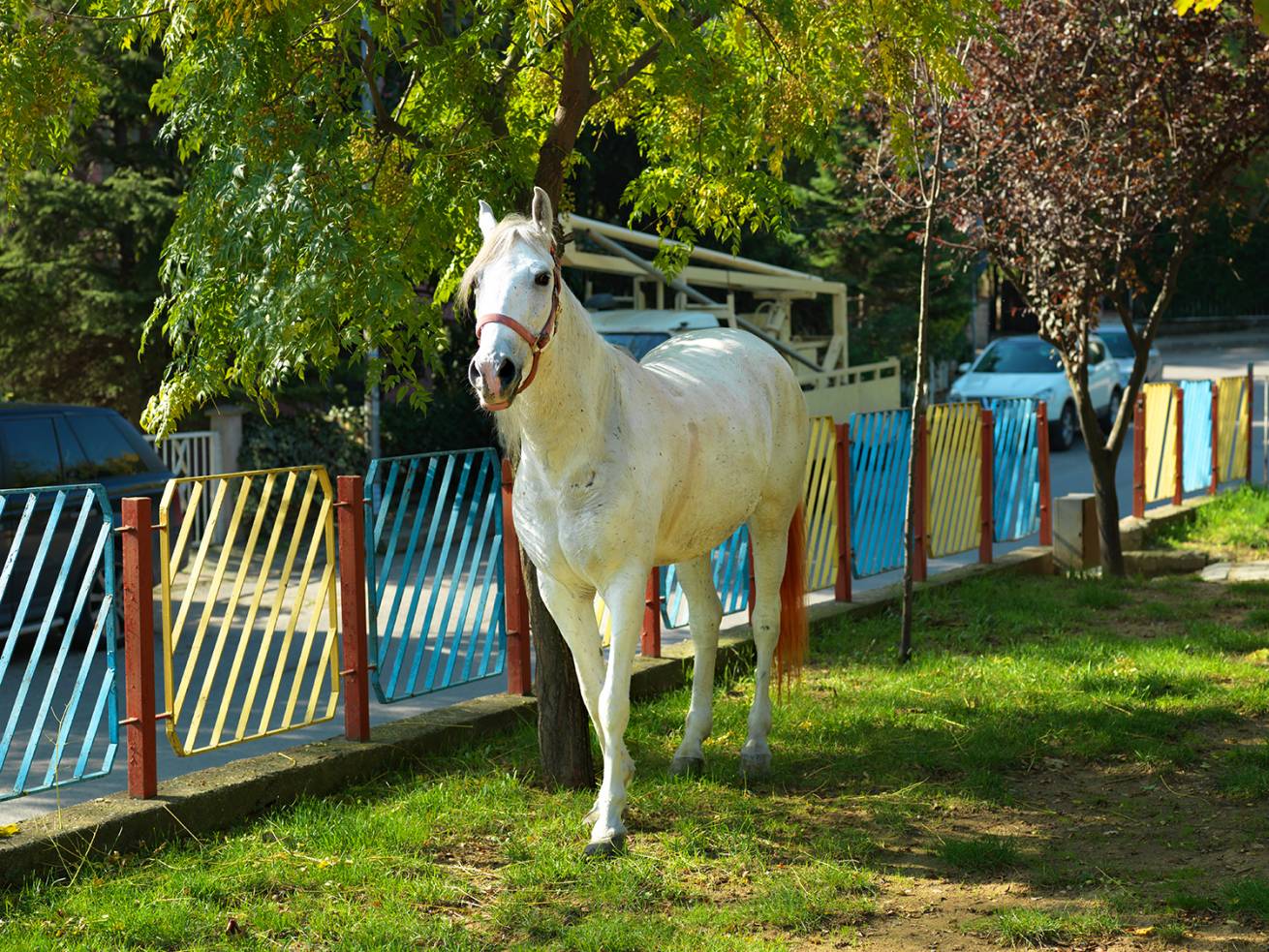 SetWidth1310 A 1229575 - 110 x 150 cm C Type Prints - Edition of 7