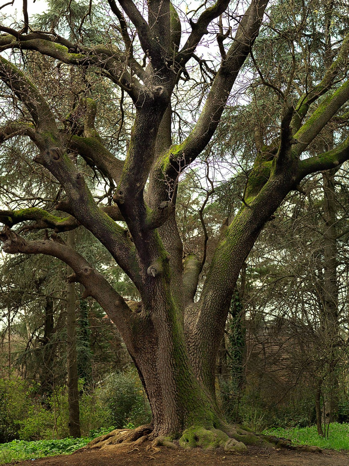 SetWidth1310 A 1232404 - 110 x 150 cm C Type Prints - Edition of 7