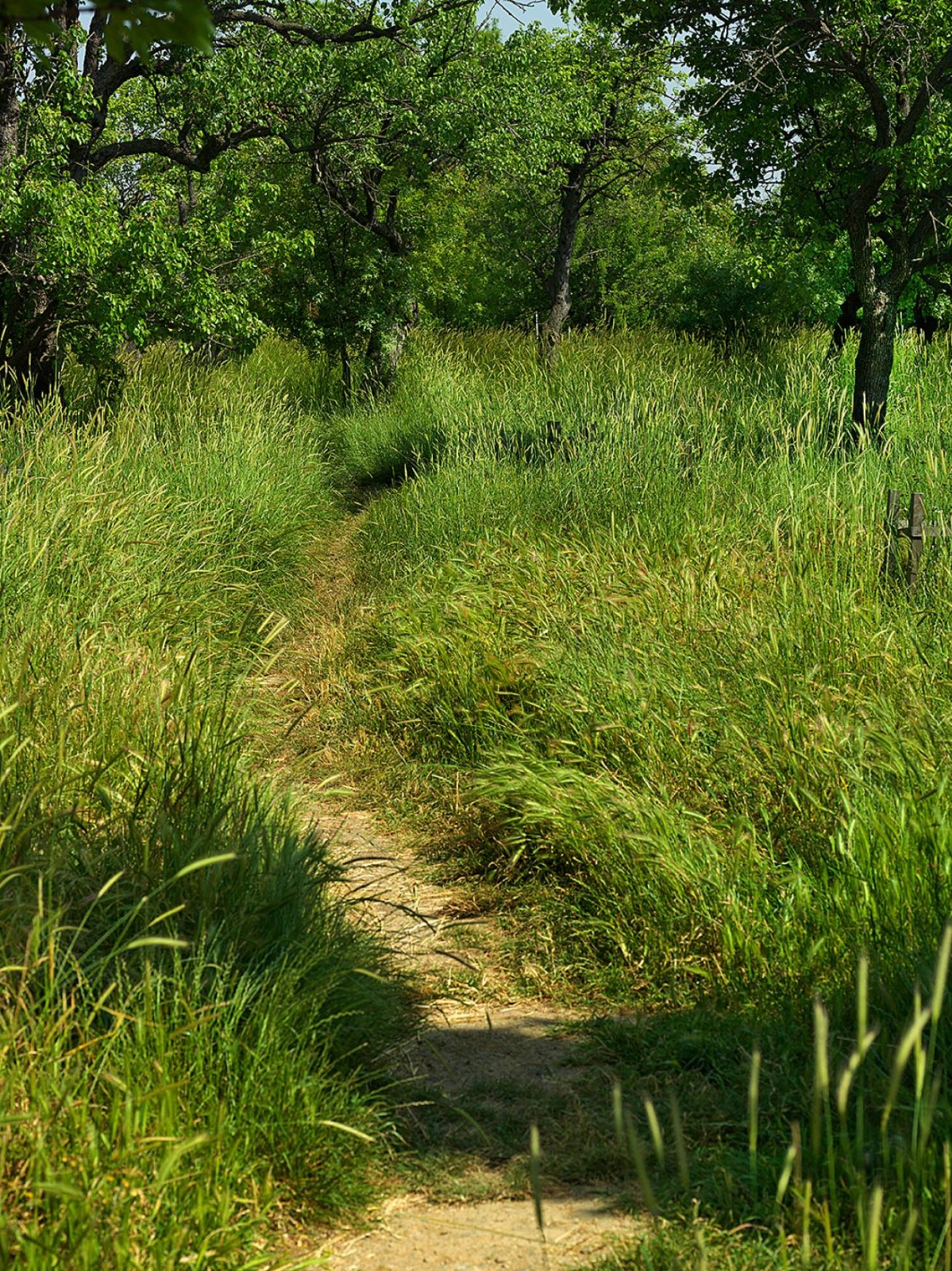 SetWidth1310 A 1233979 - 110 x 150 cm C Type Prints - Edition of 7