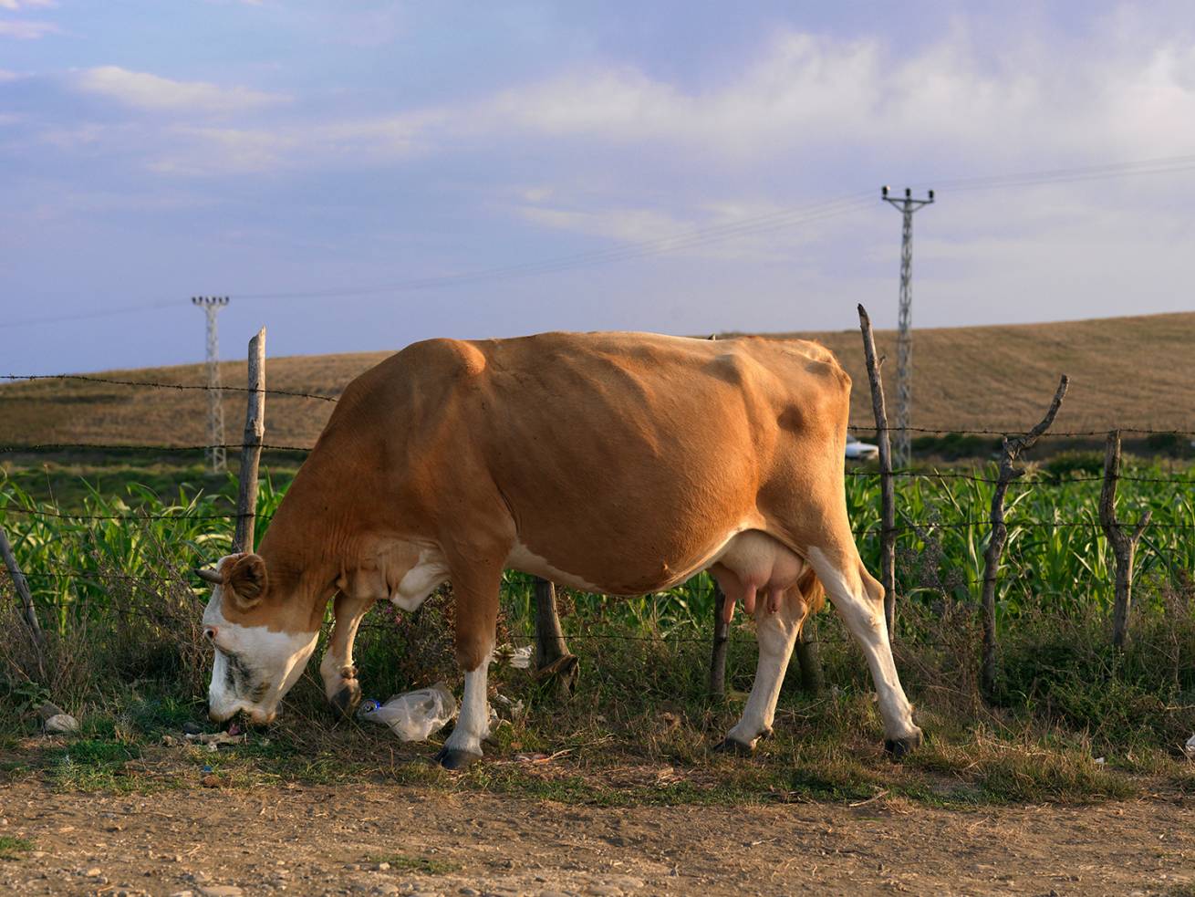 SetWidth1310 A 2714 - 110 x 150 cm C Type Prints - Edition of 7