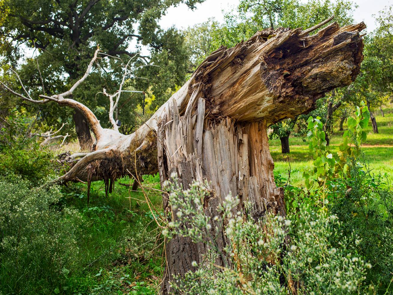 SetWidth1310 SK3118 - 110 x 150 cm C Type Prints - Edition of 7