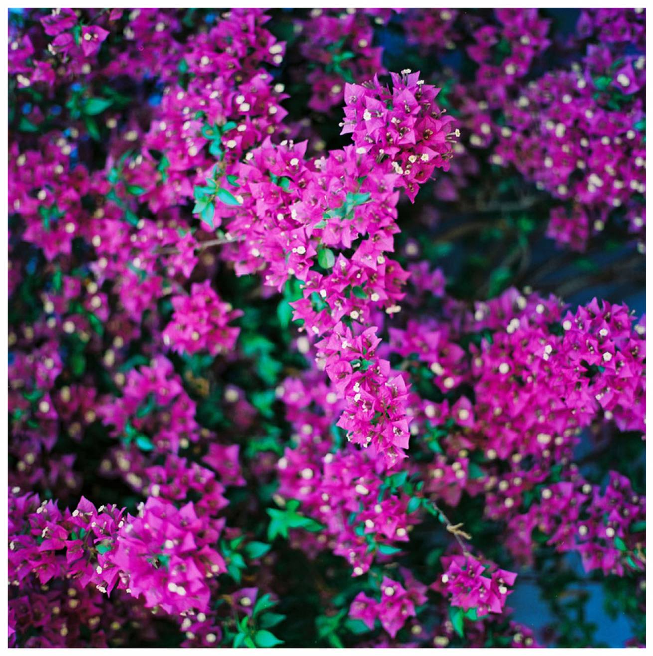 Local fashion 001 - Modelled by locals; in Gocek Town