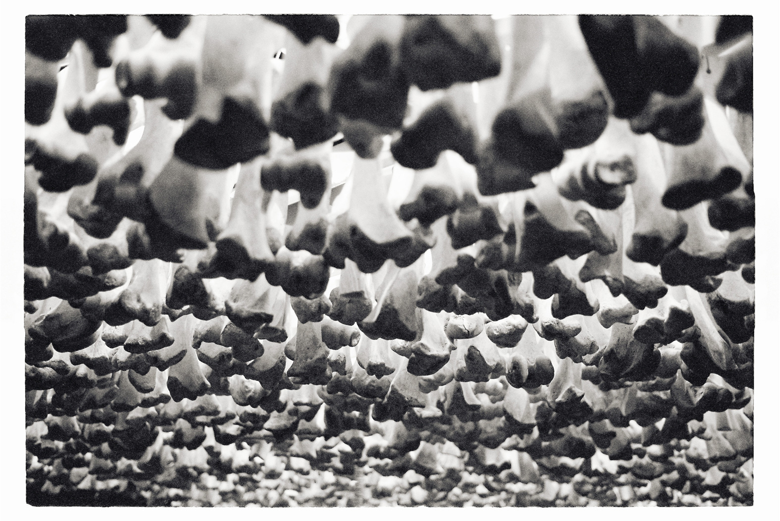 13 cm x 18 cm Postcard Size C Type Prints Portfolio - Edition of 50