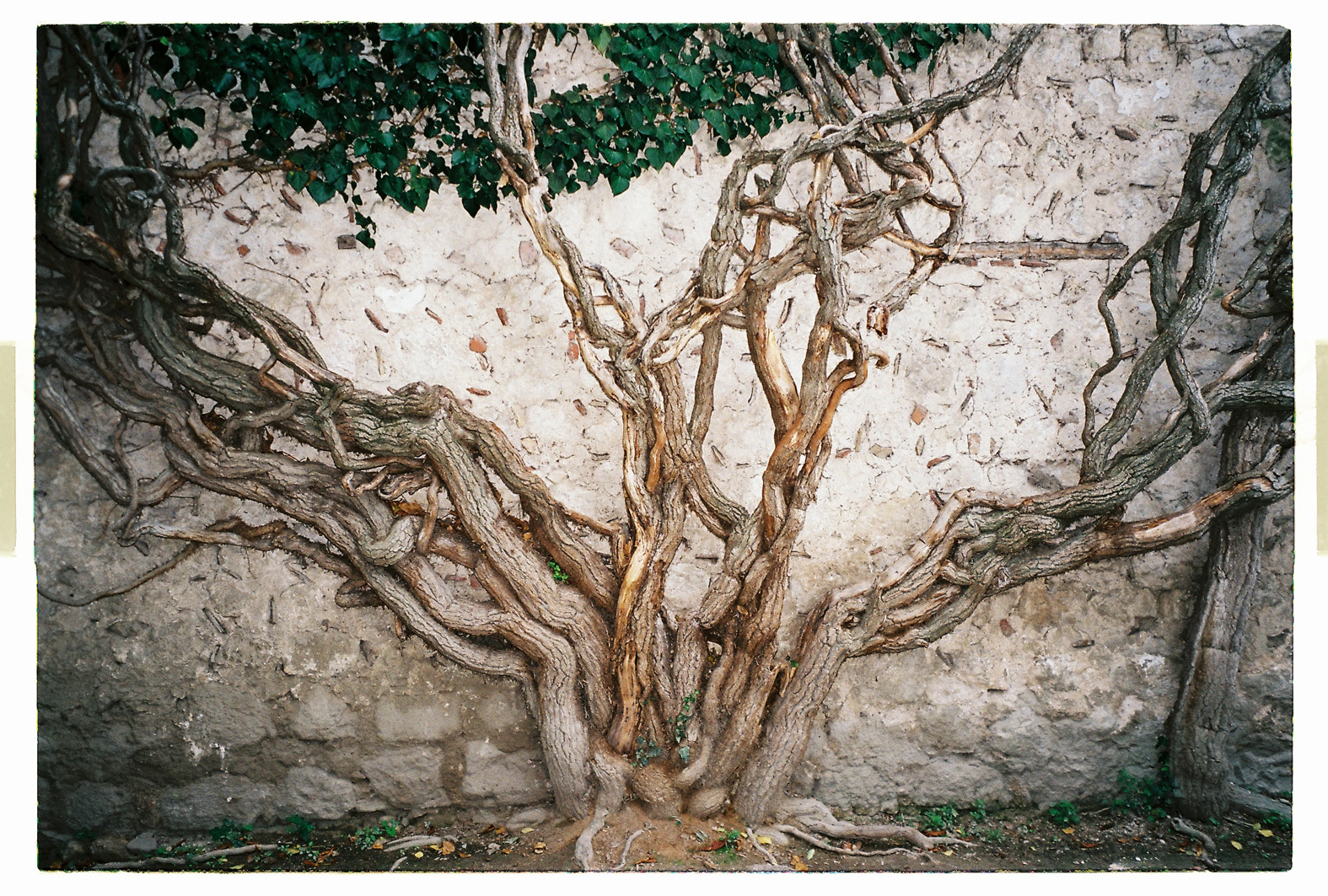 75 cm x 115 cm - Pigment Ink Prints Portfolio - Edition of 5