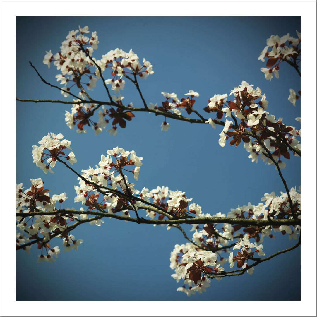 110 x 110 cm Diasec Mounted Prints - Edition of 5