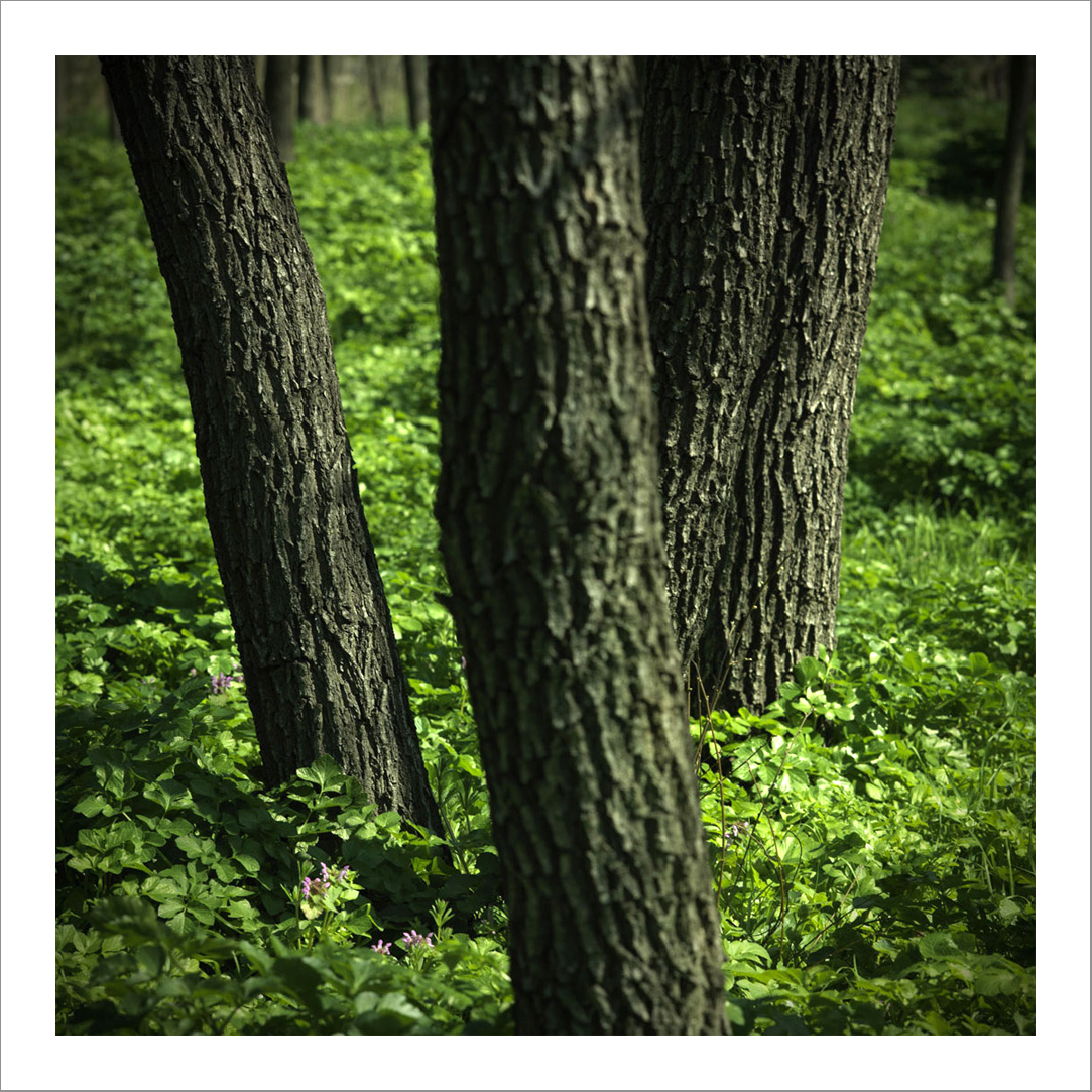 110 x 110 cm Diasec Mounted Prints - Edition of 5