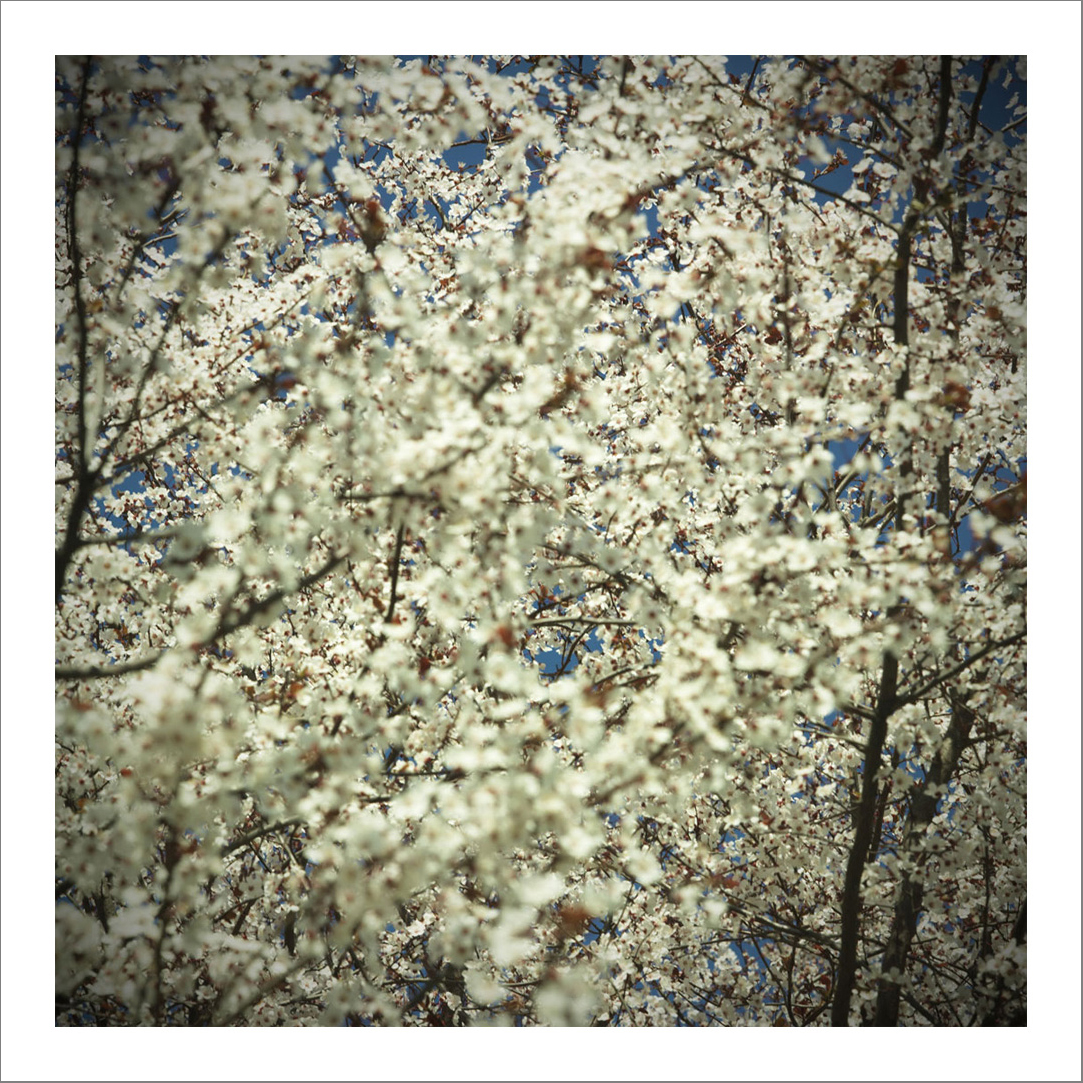 110 x 110 cm Diasec Mounted Prints - Edition of 5