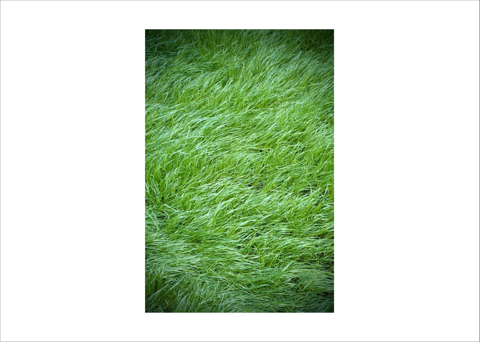 110 x 140 cm Pigment Prints - Edition of 5