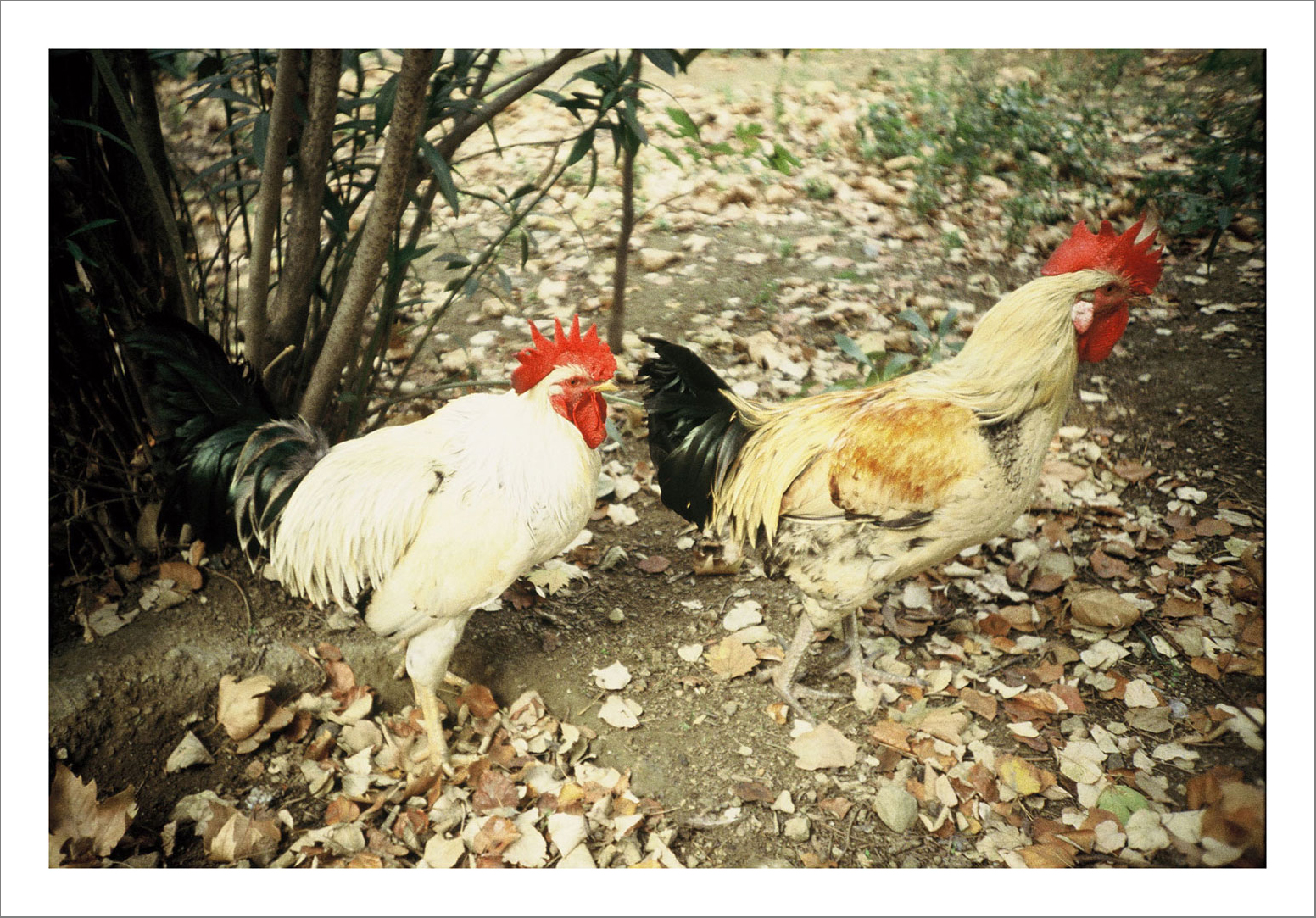 13 x 15 cm Postcard Size Prints compiled in a Box