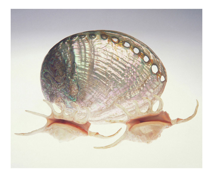 100 x 75 cm Prints - Edition of 5