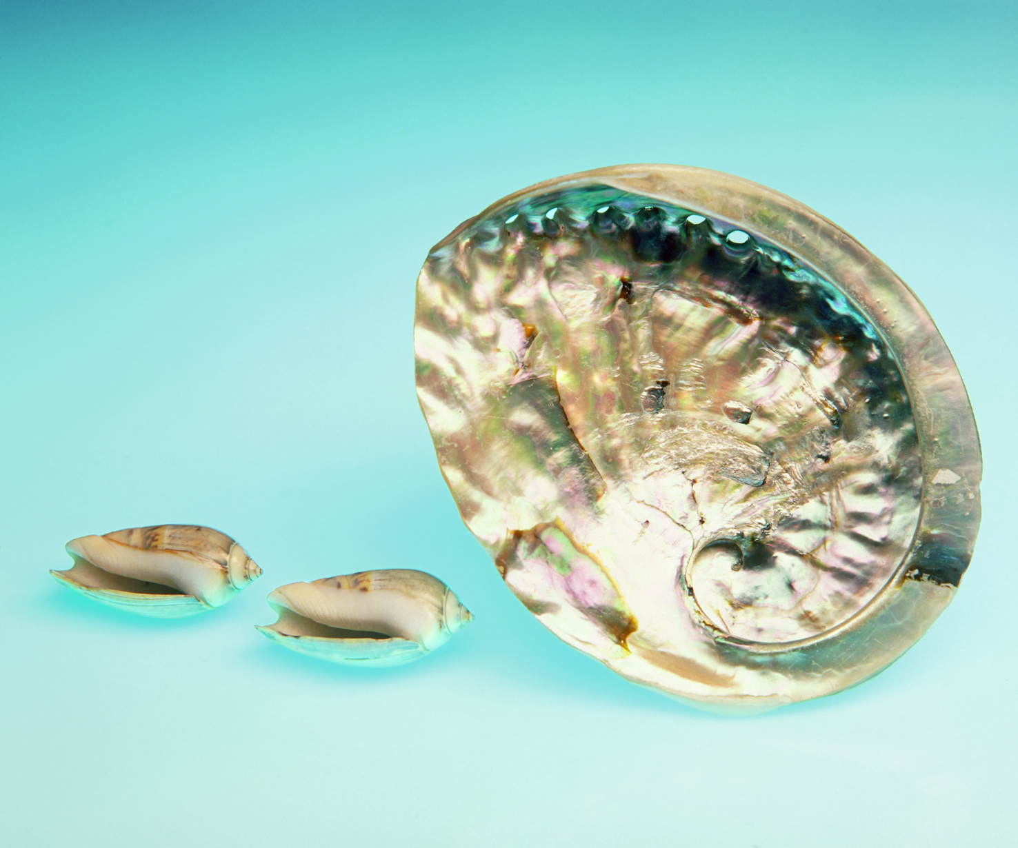 100 x 75 cm Prints - Edition of 5