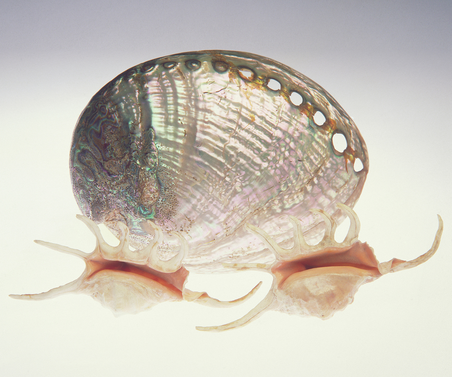 100 x 75 cm Prints - Edition of 5