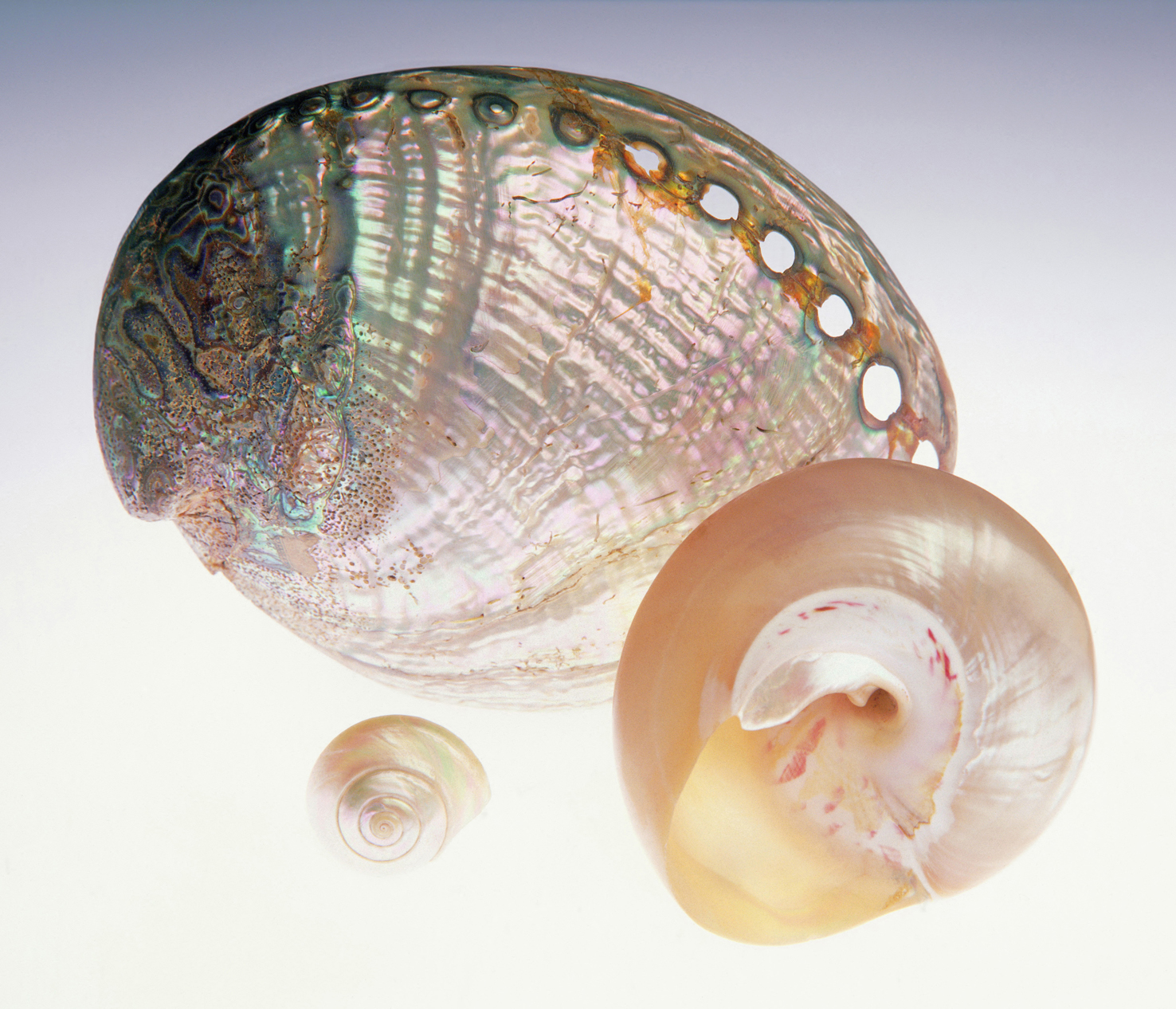 100 x 75 cm Prints - Edition of 5