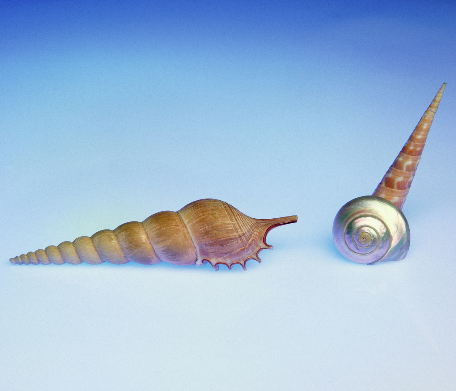 100 x 75 cm Prints - Edition of 5