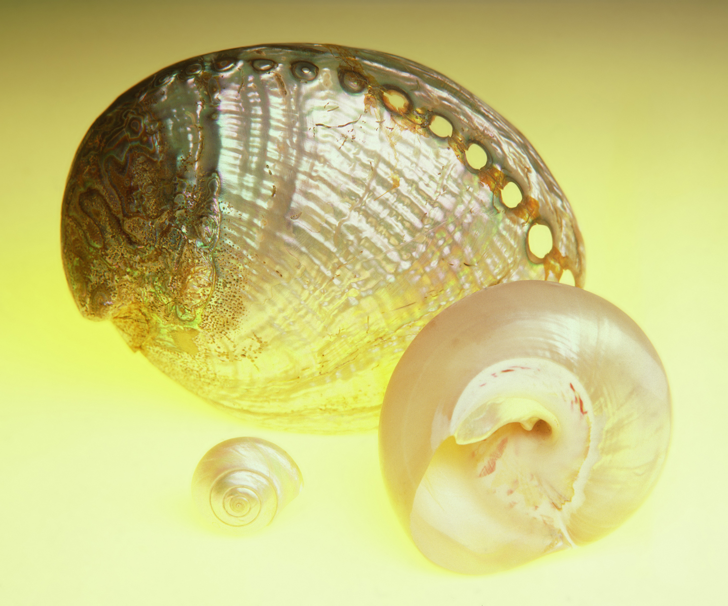 100 x 75 cm Prints - Edition of 5