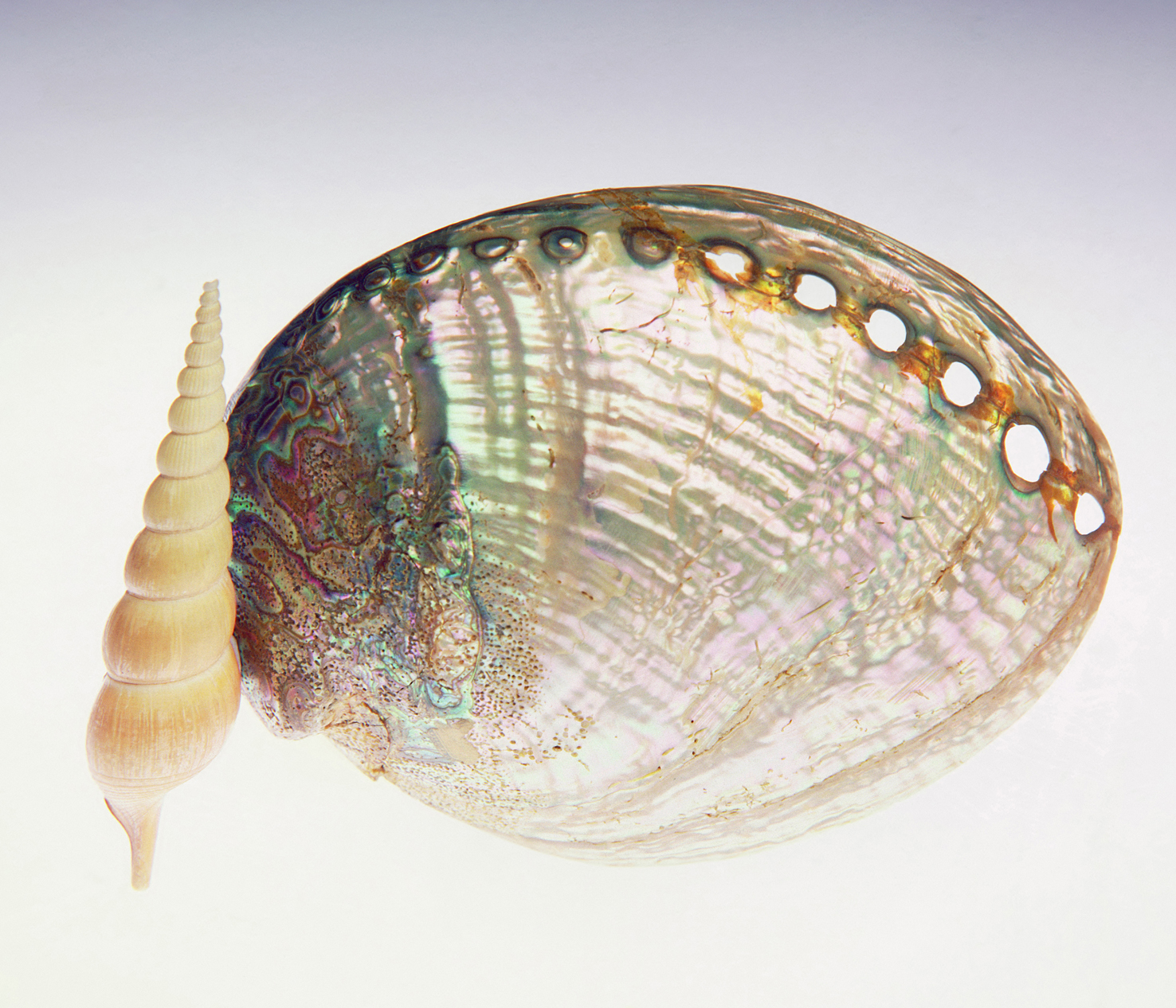 100 x 75 cm Prints - Edition of 5