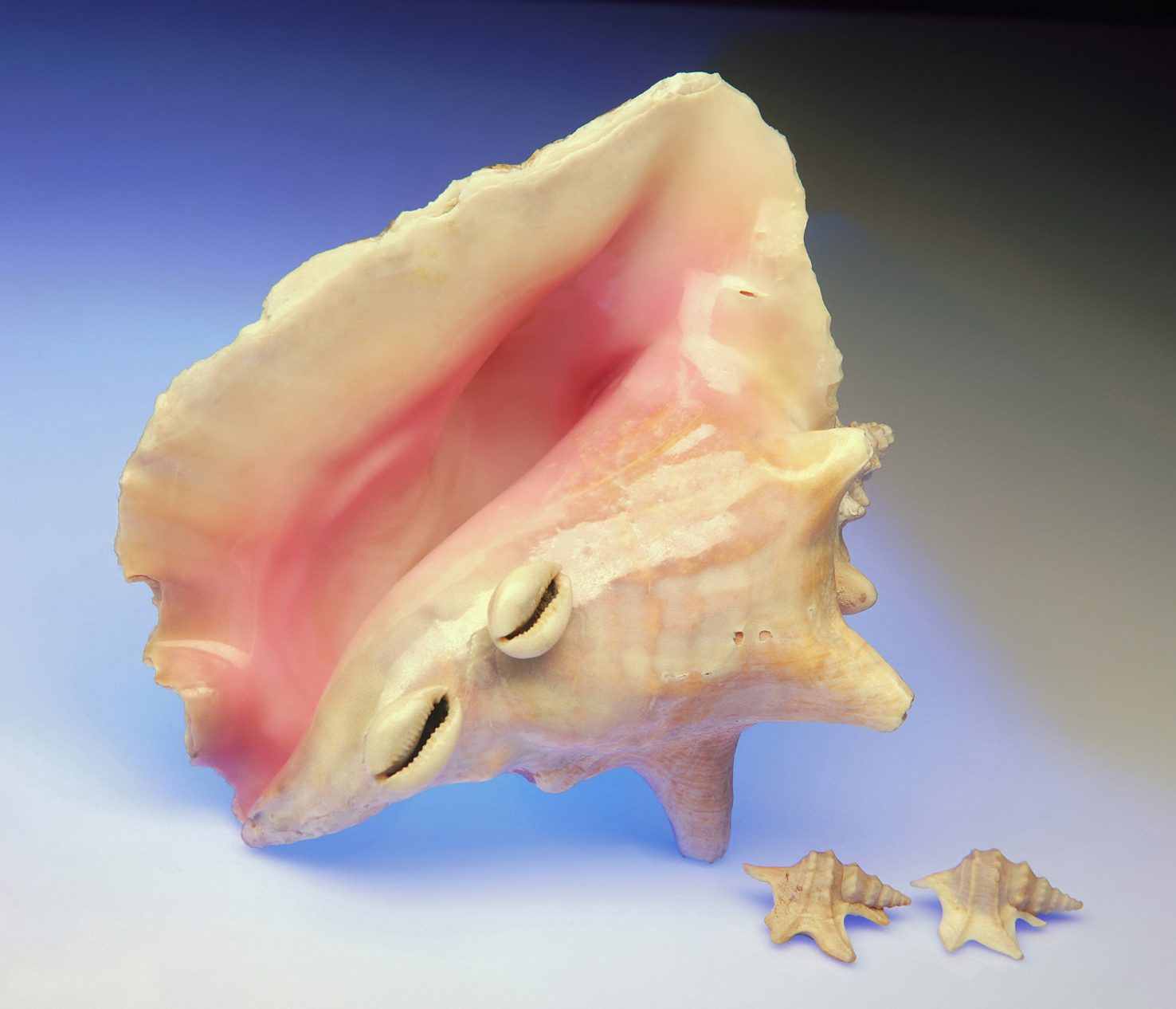 100 x 75 cm Prints - Edition of 5