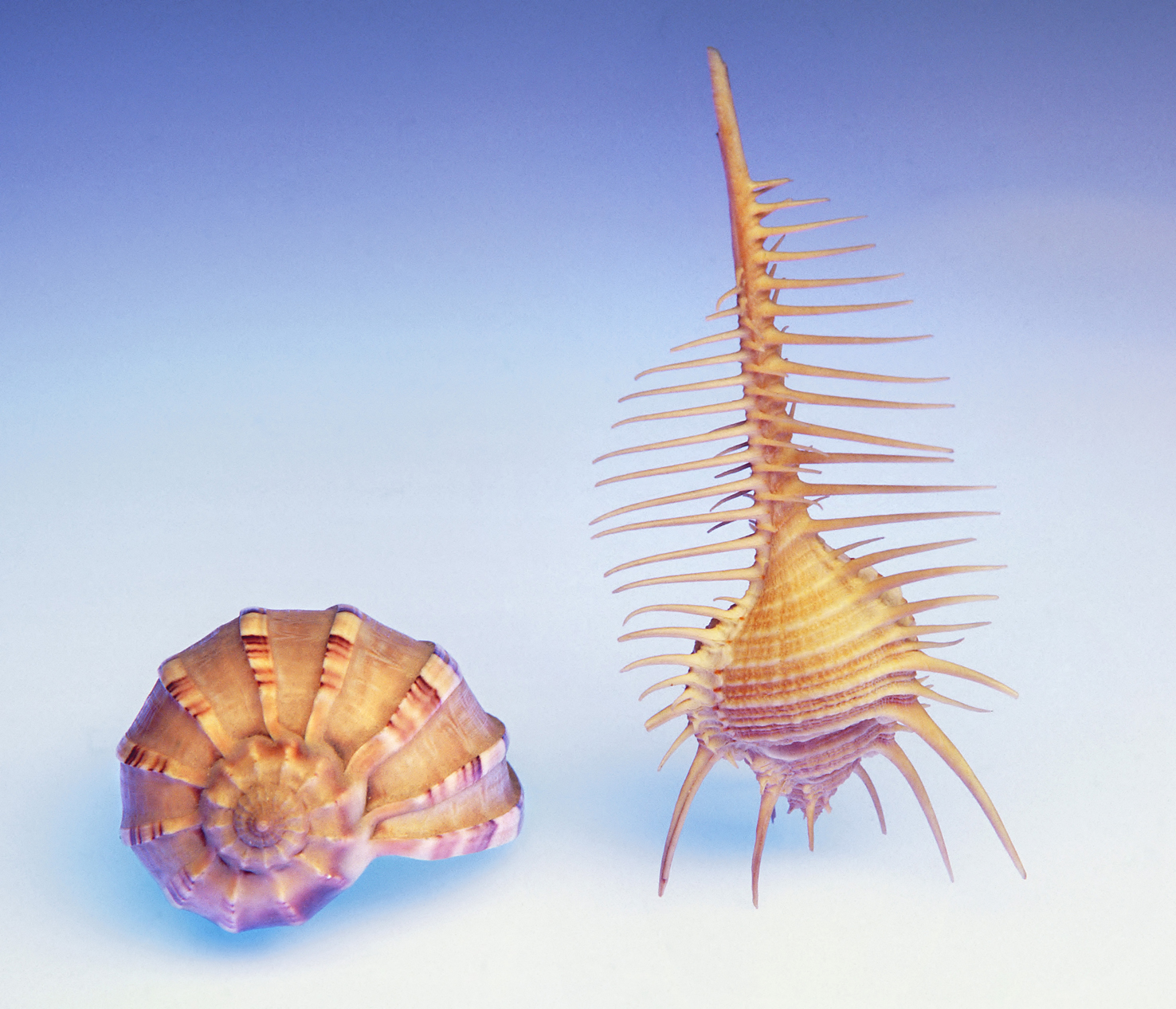 100 x 75 cm Prints - Edition of 5