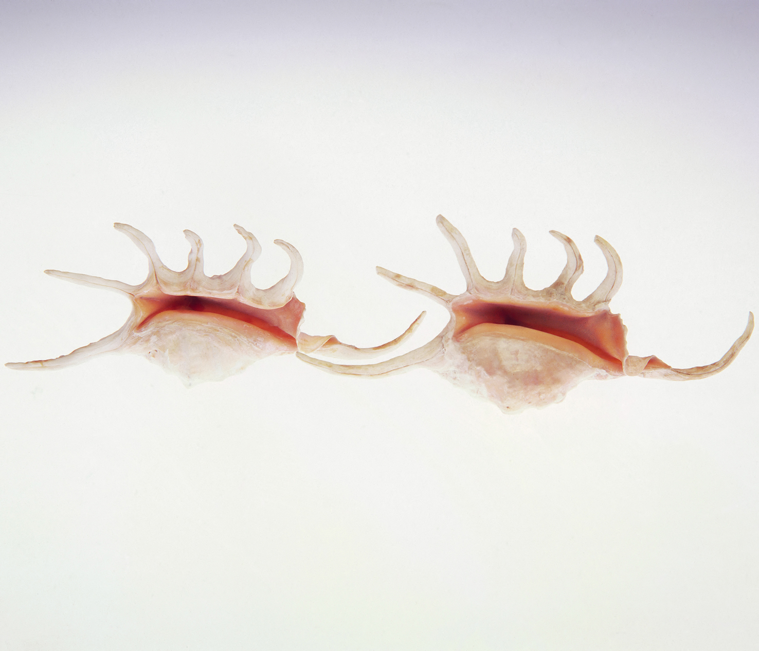 100 x 75 cm Prints - Edition of 5